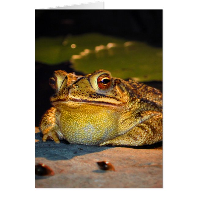 Big Fat Toad (Voorkant)