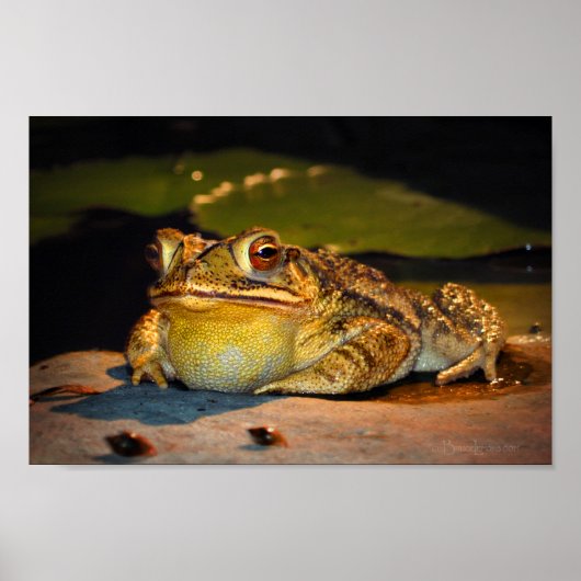 Big Fat Toad Poster (Voorkant)