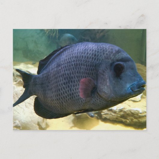 Big Fish Briefkaart (Voorkant)