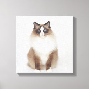 Big Furry Cat Canvas Afdruk