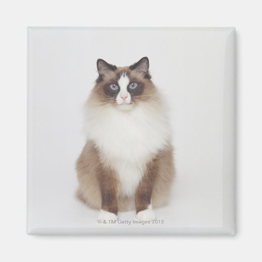 Big Furry Cat Magneet (Voorkant)