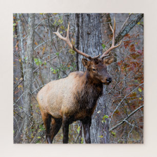 Big Game Hunter - Bull Elk - 20x20 inch Legpuzzel
