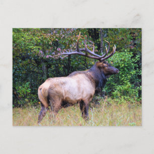Big Game Hunter - Bull Elk Briefkaart