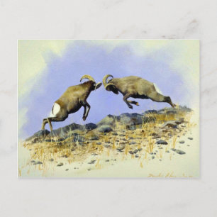 Big Horn Briefkaart