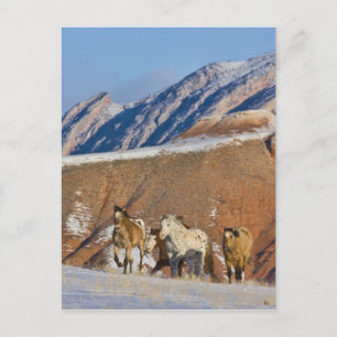 Big Horn Mountains, Paarden rennen Briefkaart