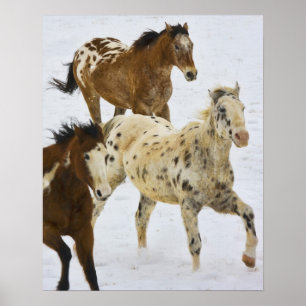 Big Horn Mountains, Paarden rennen in de sneeuw Poster