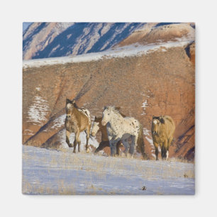 Big Horn Mountains, Paarden rennen Magneet