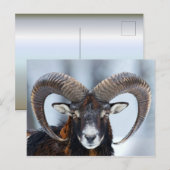 Big Horn Ram Sheep - Mouflon Briefkaart (Voorkant / Achterkant)