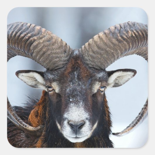 Big Horn Ram Sheep - Mouflon Vierkante Sticker (Voorkant)