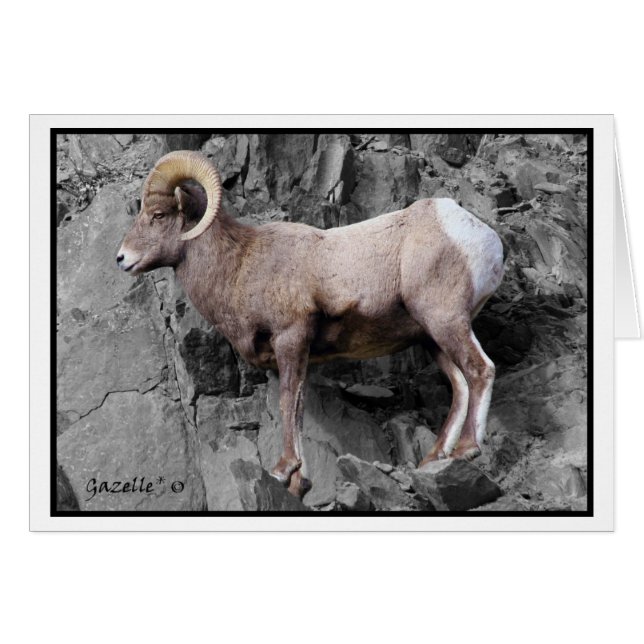 Big Horn Sheep (Voorkant Horizontaal)
