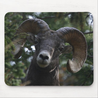 Big Horn Sheep1 Muismat