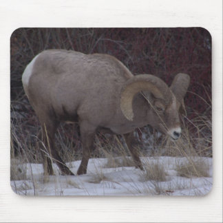 Big Horn Sheep Muismat