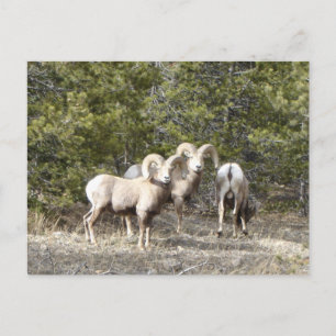 Big Horn Sheep Trio Briefkaart