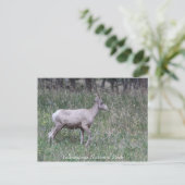 Big Horn Sheep, Vrouw, geelsteen Briefkaart (Staand voorkant)
