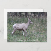 Big Horn Sheep, Vrouw, geelsteen Briefkaart (Voorkant / Achterkant)