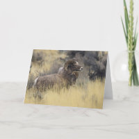 Big Horn Sheep, Wyoming