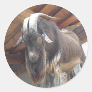 Big Horned Goat Ronde Sticker