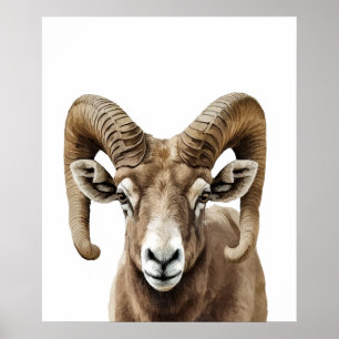 Big Horned Sheep Portrait Black white Poster