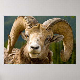 Big Horned Sheep Poster