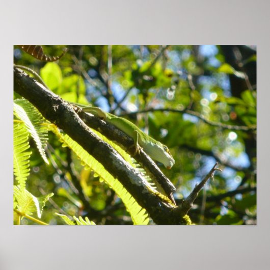 BIG ISLAND GECKO POSTER (Voorkant)