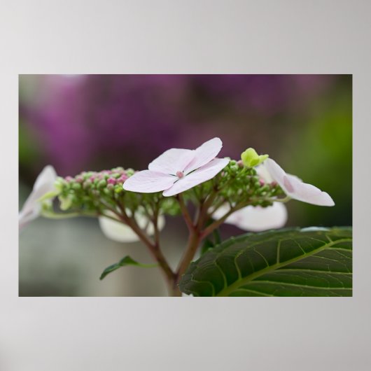 Big Leaf Hydrangea Poster (Voorkant)