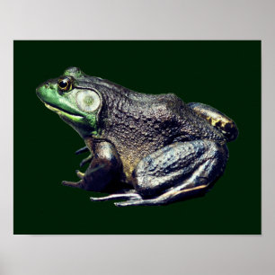 Big Old Bullfrog Natuur Poster