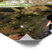 Big Old Bullfrog Natuur Poster (Hoek)