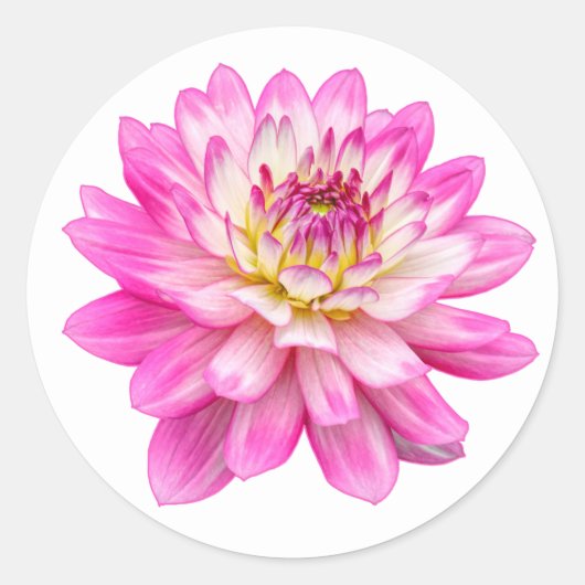 Big Pink Dahlia Ronde Sticker (Voorkant)