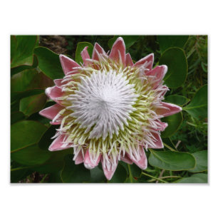 Big Pink en White Flower Natuur Foto Afdruk
