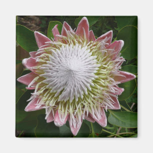 Big Pink en White Flower Natuur Foto Magneet