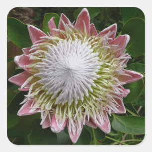 Big Pink en White Flower Natuur Foto Vierkante Sticker