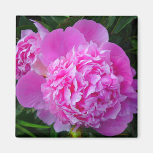 Big Pink Peony Flower Magnet Magneet