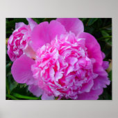 Big Pink Peony Poster (Voorkant)