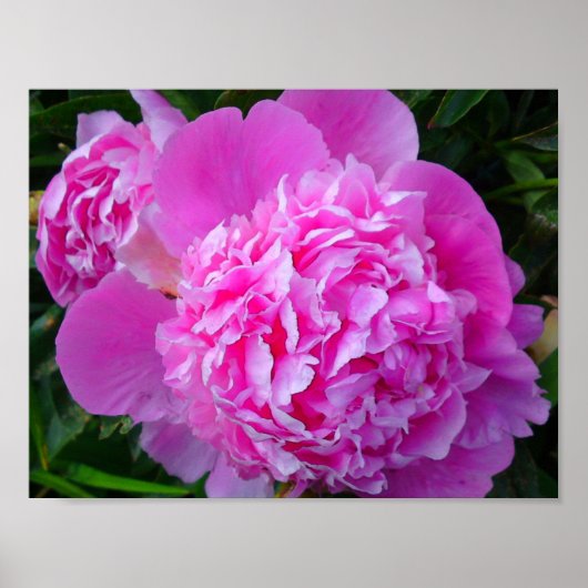Big Pink Peony Poster (Voorkant)
