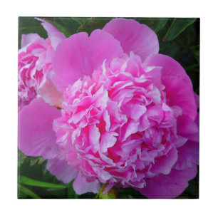 Big Pink Peony Tile Tegeltje