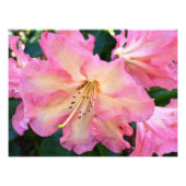 Big Pink Rhododendron Bloom Floral Foto Afdruk (Voorkant)