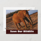 Big Red, bespaar ons Briefkaart in het wild (Voorkant / Achterkant)