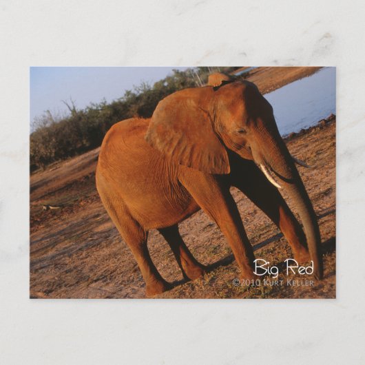 Big Red Briefkaart (Voorkant)