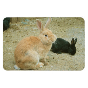 Big Red Bunny Magneet