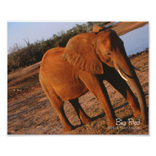 Big Red Foto Afdruk