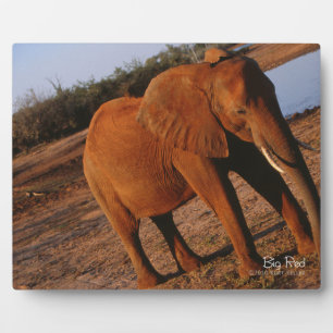 Big Red Fotoplaat