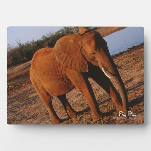 Big Red Fotoplaat (voorkant)