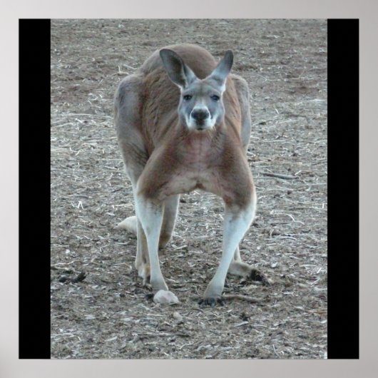 Big Red Kangaroo Print (Voorkant)