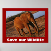 Big Red Photo Save Our Wildlife Poster (Devant)