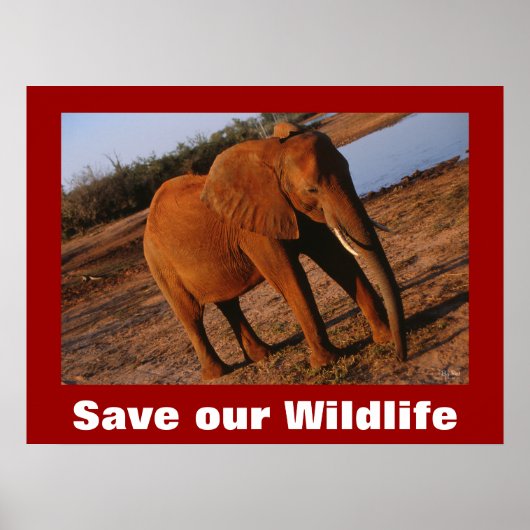 Big Red Photo Save Our Wildlife Poster (Devant)