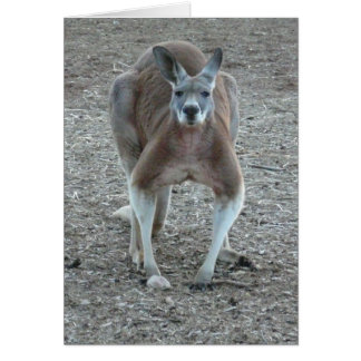 Big Red Roo