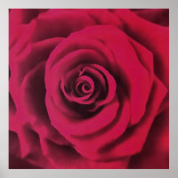 Big Red Rose
