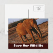 Big Red, sauvez notre carte postale pour la faune (Devant / Derrière)