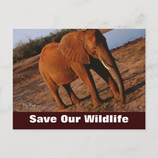 Big Red, sauvez notre carte postale pour la faune (Devant)