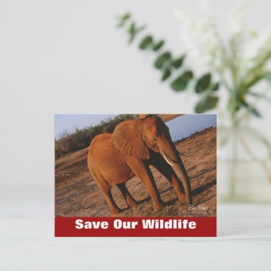 Big Red Save Our Wildlife Carte postale (Debout devant)
